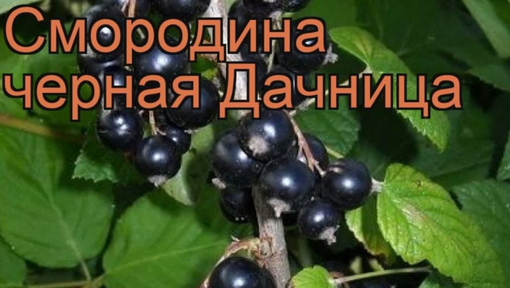 smorodina-chernaya-dachniza-11052023.jpg