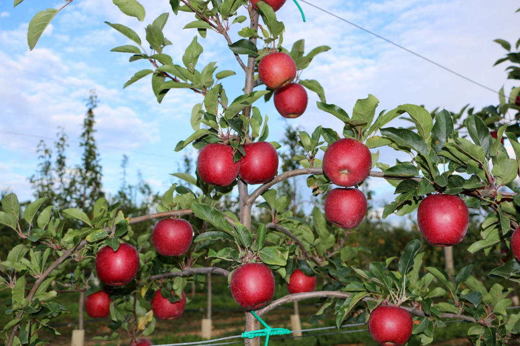 shaxhency-yablonya-letom-10072023.jpg
