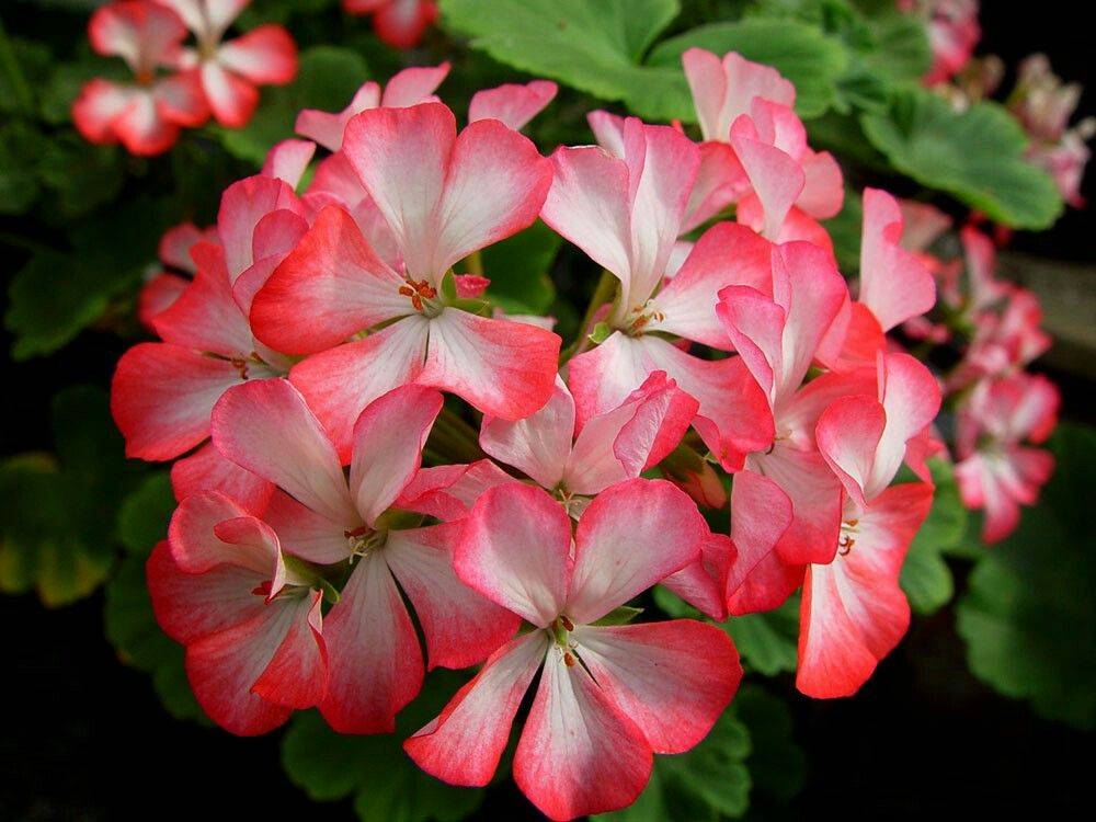 pelargoniya-sazhency64.jpeg