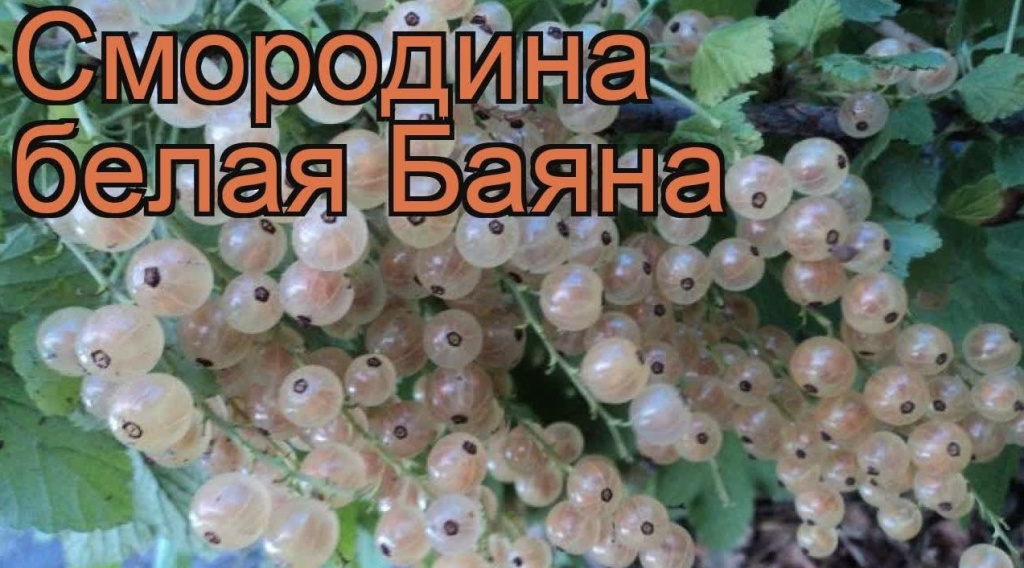 smorodina-bayana-11052023.jpg