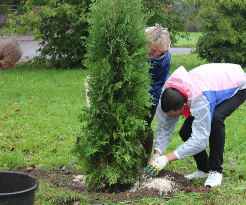 quand-planter-thuya-arrosage.jpg