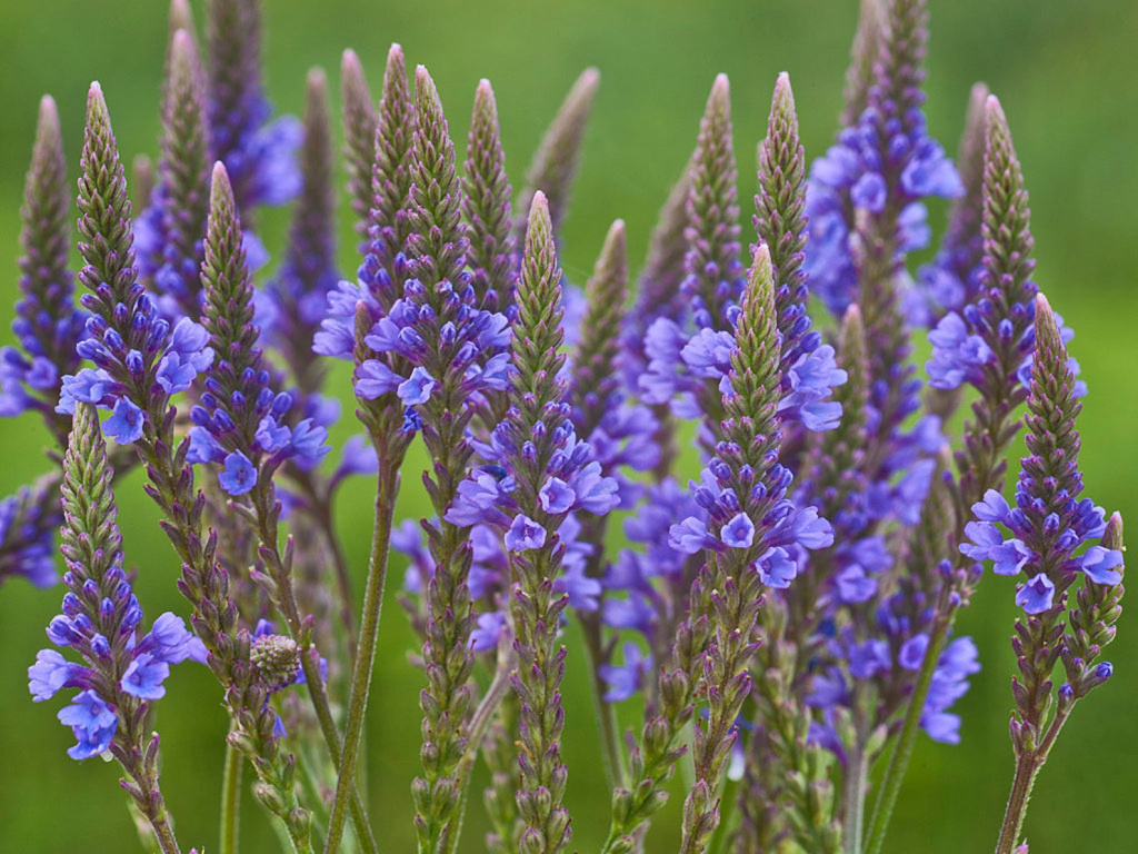 verbena-sazhency64.jpg