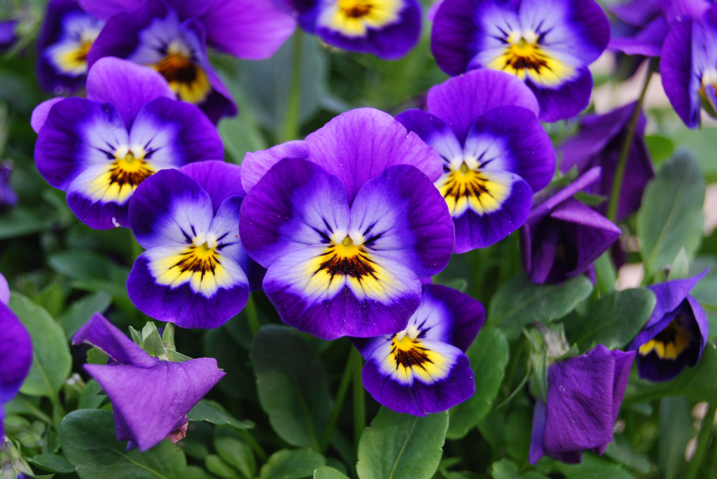 viola-sazhency64.jpg